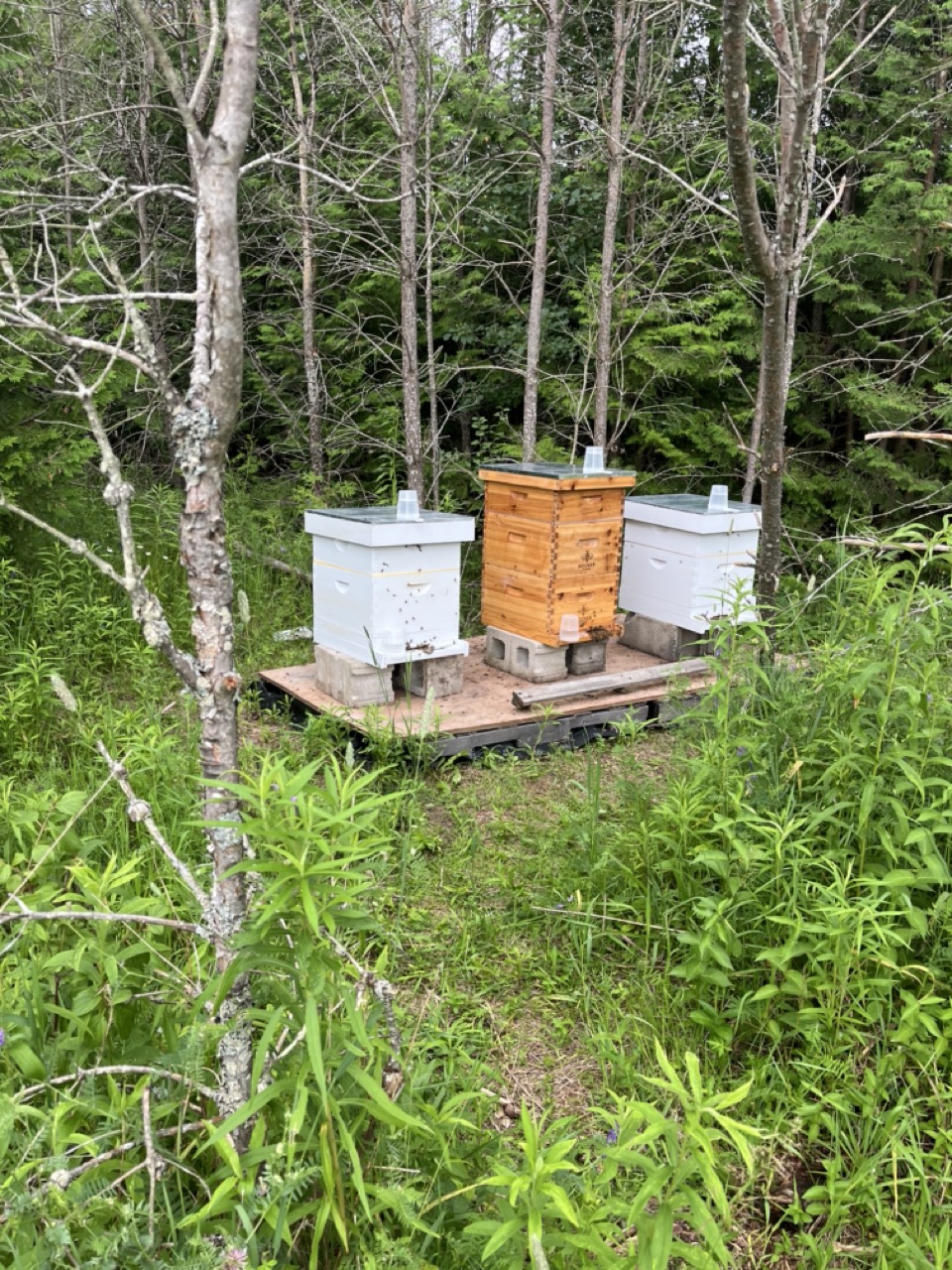 Beehive boxes nestled in a forest clearing